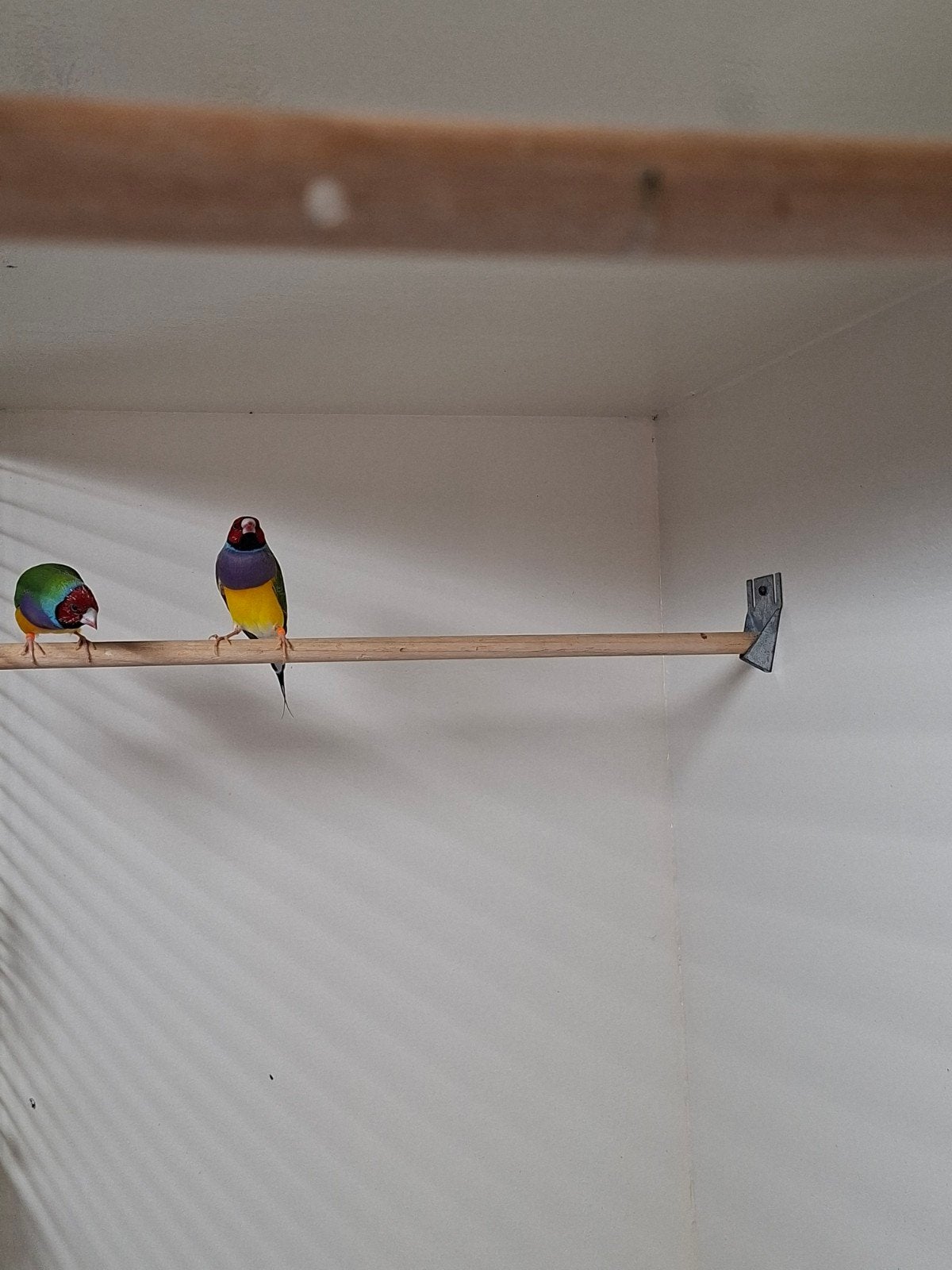 Te koop goldamedines. 2x roodkop paars borst., Dieren en Toebehoren, Mannelijk