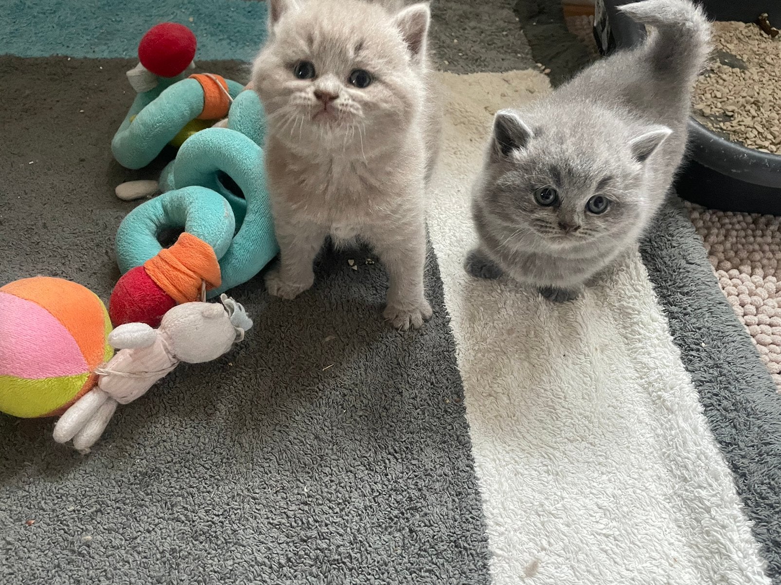 Britse korthaar kittens met stamboom, Dieren en Toebehoren, Katten en Kittens | Raskatten | Korthaar, Meerdere dieren, Met stamboom