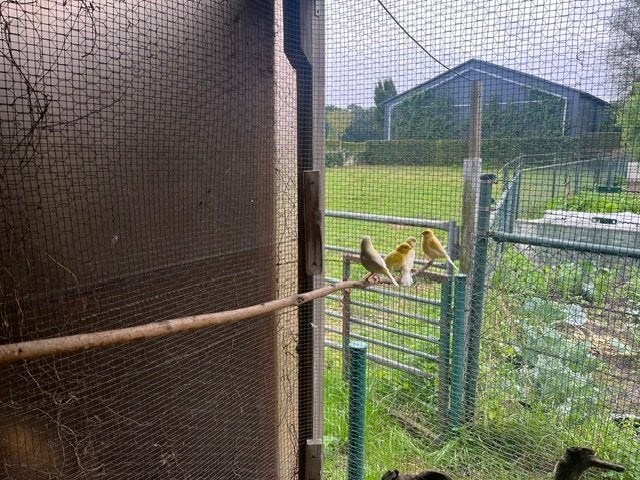 Kanaries, Meerdere dieren, Kleurkanarie