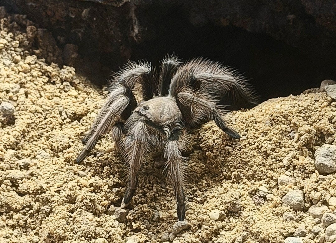 GEZOCHT aphonopelma chalcodes vrouw