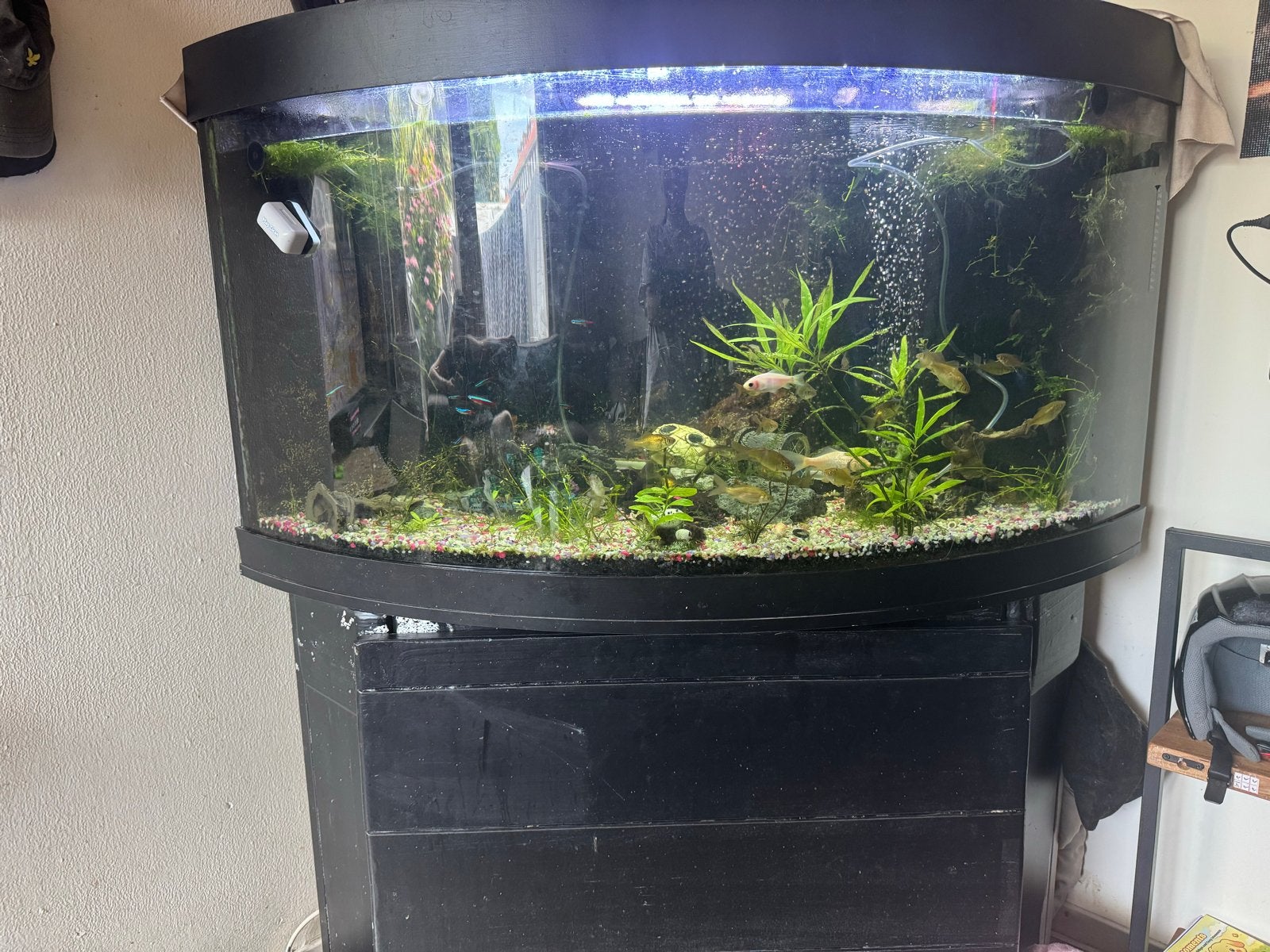 Mooi hoek aquarium, Ophalen, Inclusief deksel, Gebruikt, Leeg aquarium
