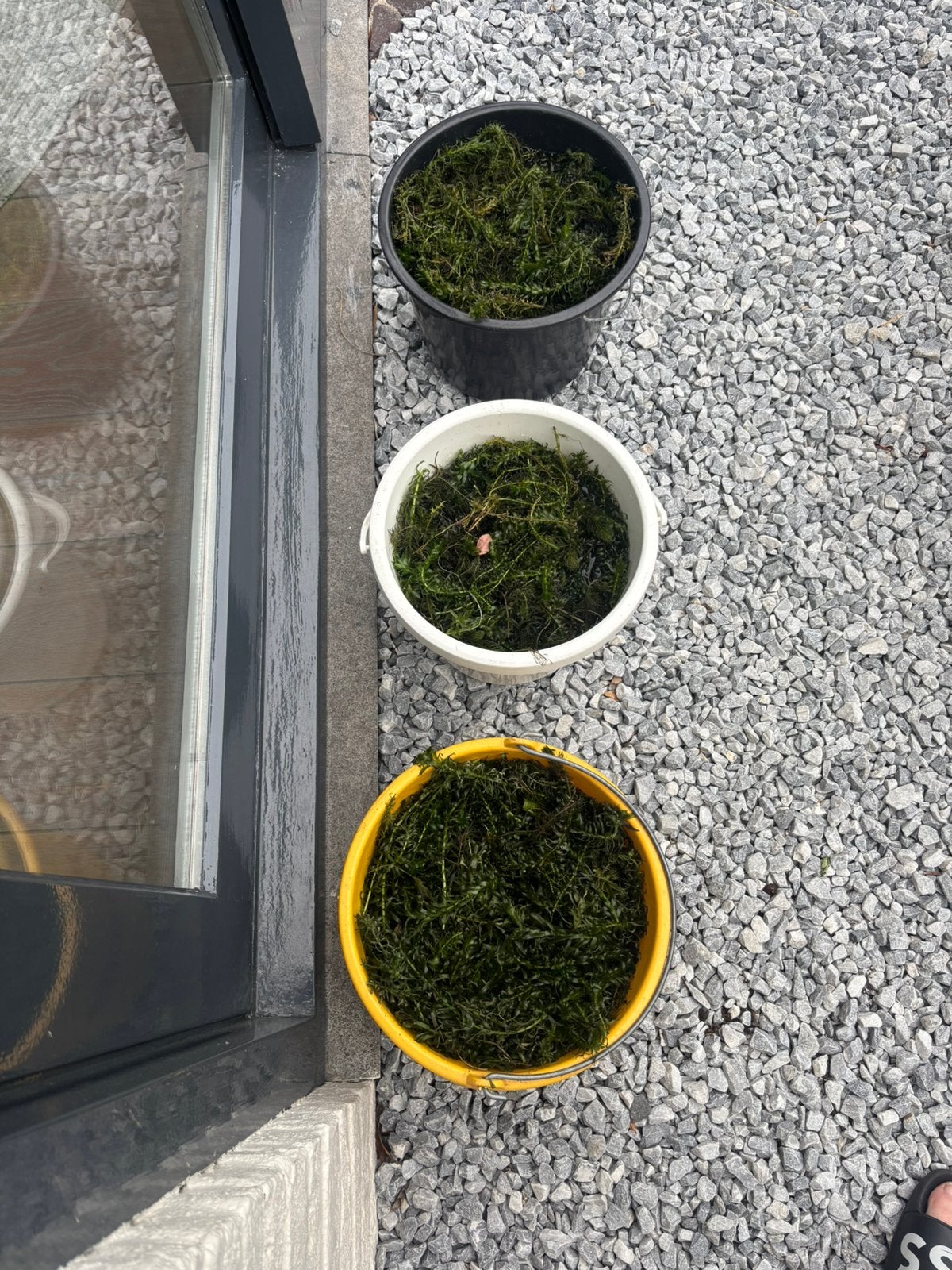 Zuurstof planten drie emmers, Tuin en Terras, Vijvers, Ophalen