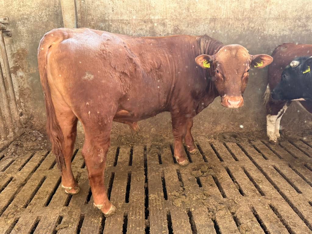 Mooie black angus ( dek ) stier te koop, Dieren en Toebehoren, Runderen, Mannelijk