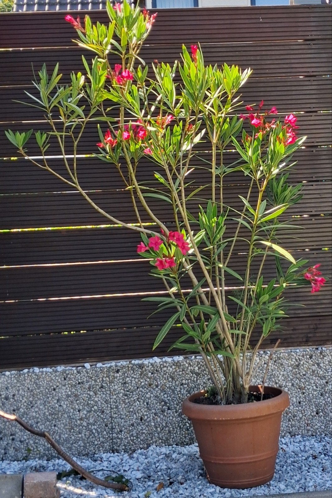 Bloeiende Oleander in pot - Mediterrane sfeer, Tuin en Terras, Ophalen of Verzenden, Overige soorten, Volle zon