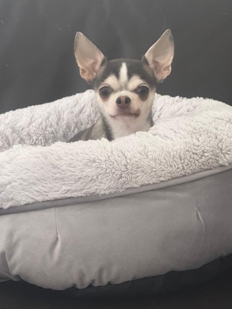 Hond, Dieren en Toebehoren, 6 jaar of ouder, Teef, Eén hond, Chihuahua