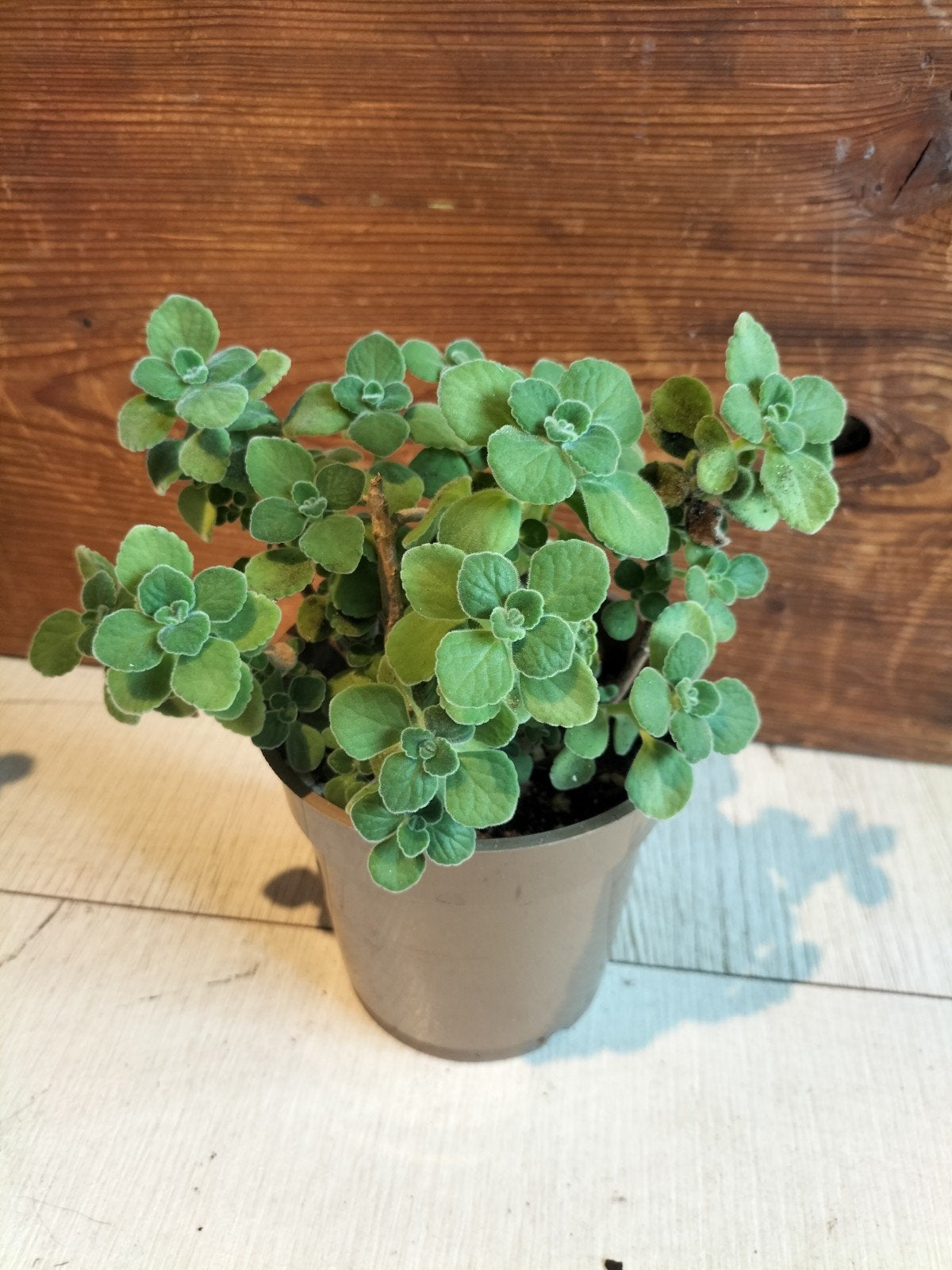 Plectranthus tomentosa vicks, Ophalen of Verzenden