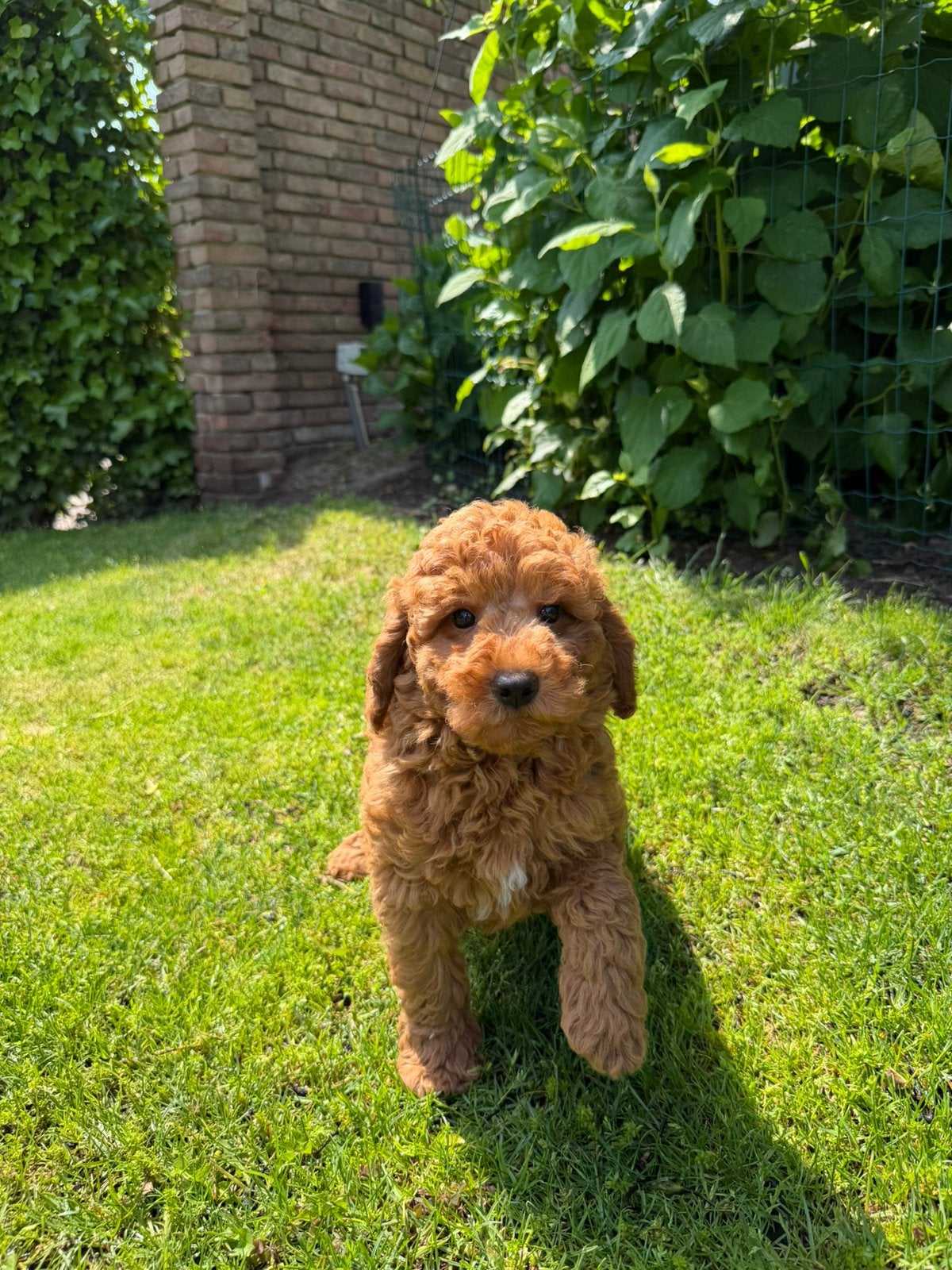 Mini Doodle (Labradoodle x Dwergpoedel) pups, Dieren en Toebehoren, Poedel, Parvo, Nederland, 8 tot 15 weken