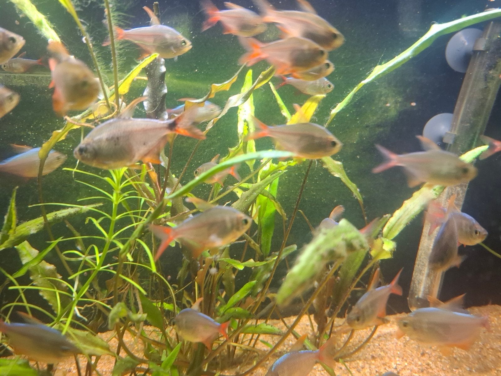 Hyphessobrycon columbianus Colombia zalm, Ophalen of Verzenden
