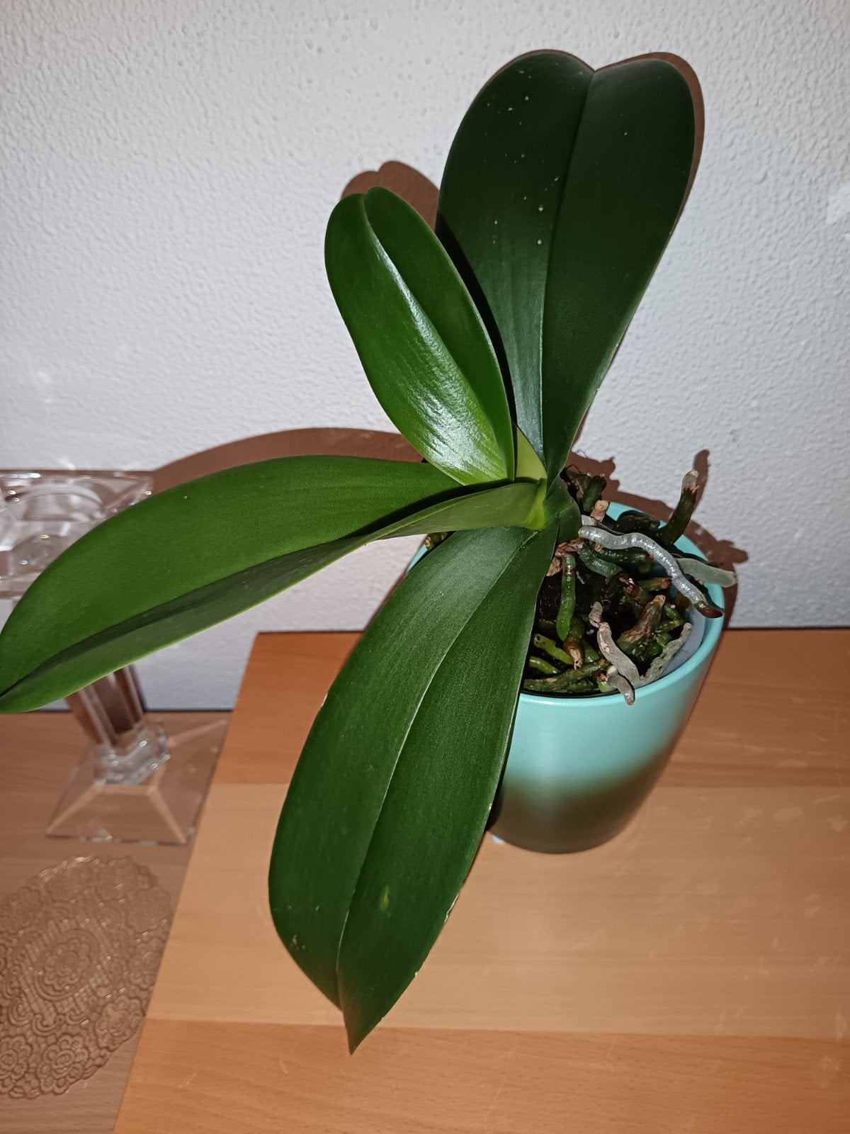 Orchidee (kleur was groen/blauw), Ophalen, Halfschaduw, Minder dan 100 cm