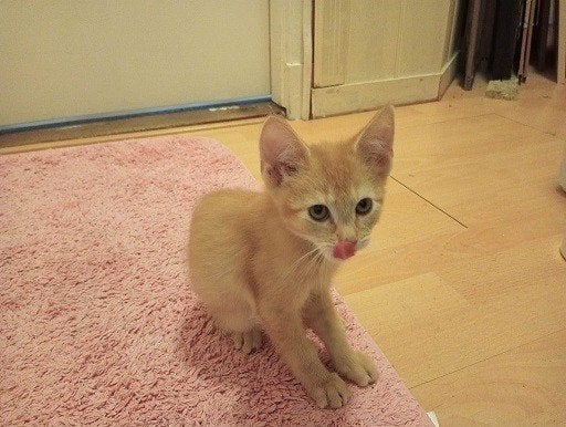 MJM Dogs Foundation: Ginger, Dieren en Toebehoren, Katten en Kittens | Overige Katten, Poes, Kortharig, 0 tot 2 jaar