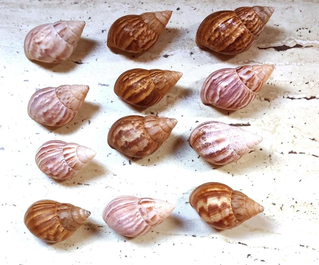 12  grote schelpen / slakken huizen  de Lissachatina fulica, Ophalen of Verzenden, Zo goed als nieuw, Overige typen