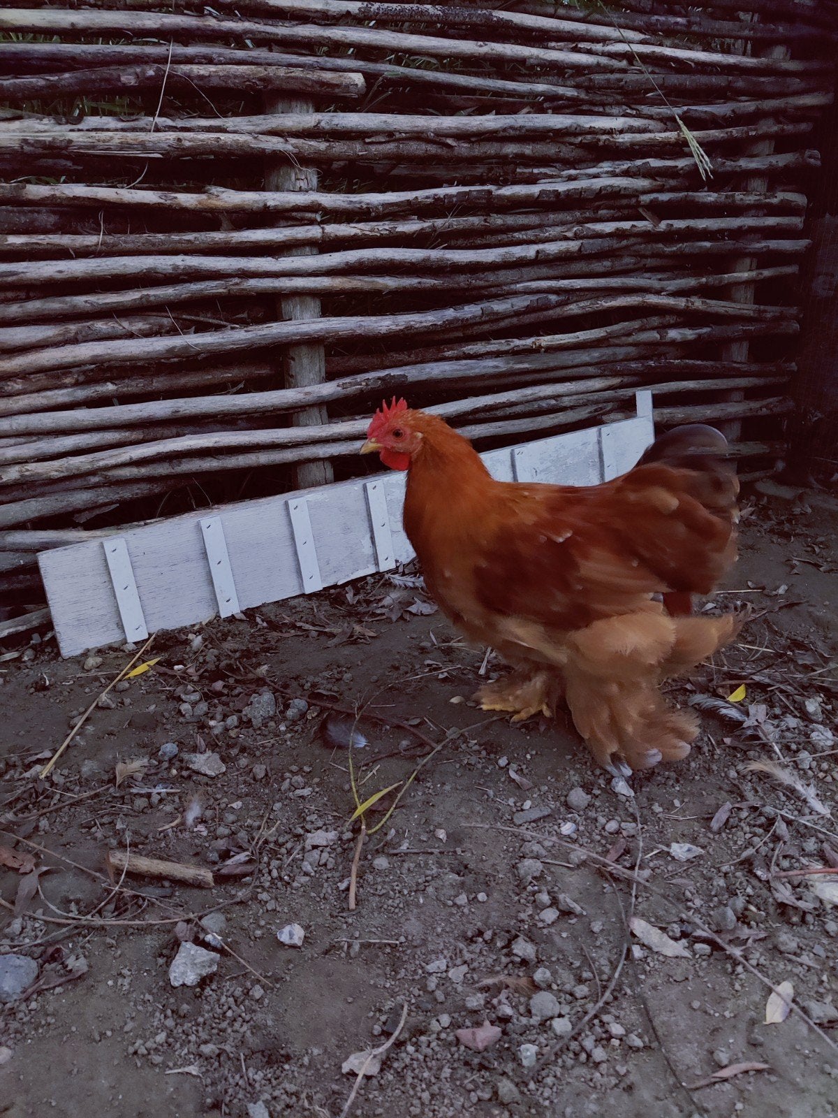 Tamme Cochin haantjes, Dieren en Toebehoren, Mannelijk, Kip