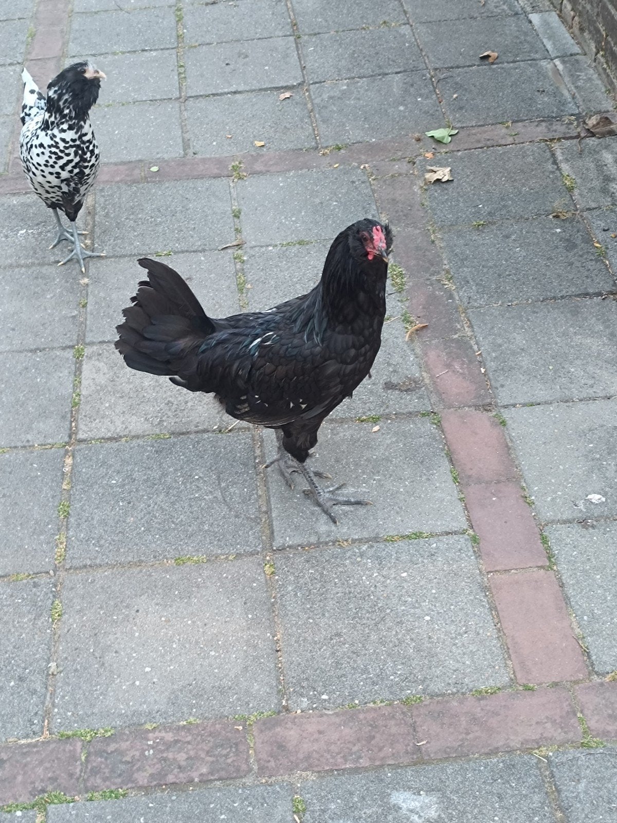 Uilebaard haan, Mannelijk, Kip