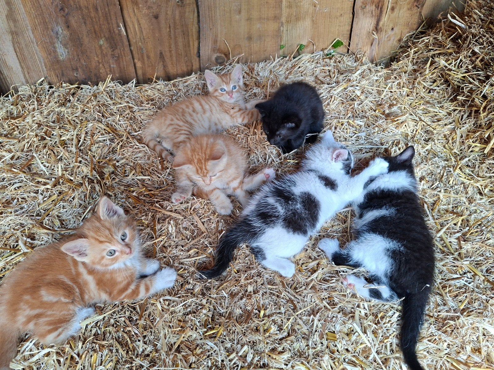 Jonge poesjes/ kittens, Meerdere dieren, Kortharig, 0 tot 2 jaar