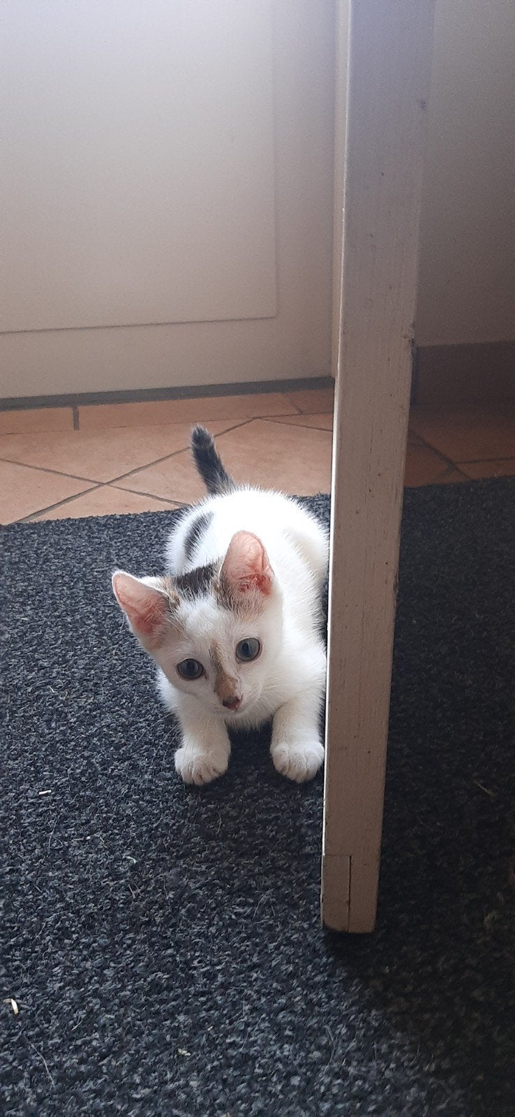 Kittens 2 poesjes en 1 rood witte kater., Dieren en Toebehoren, Katten en Kittens | Overige Katten, Meerdere dieren, 0 tot 2 jaar