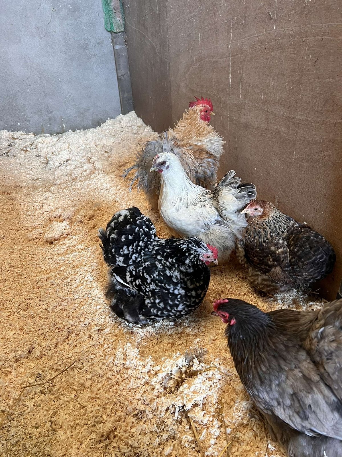 Broedeieren cochin!, Dieren en Toebehoren, Pluimvee, Geslacht onbekend, Kip