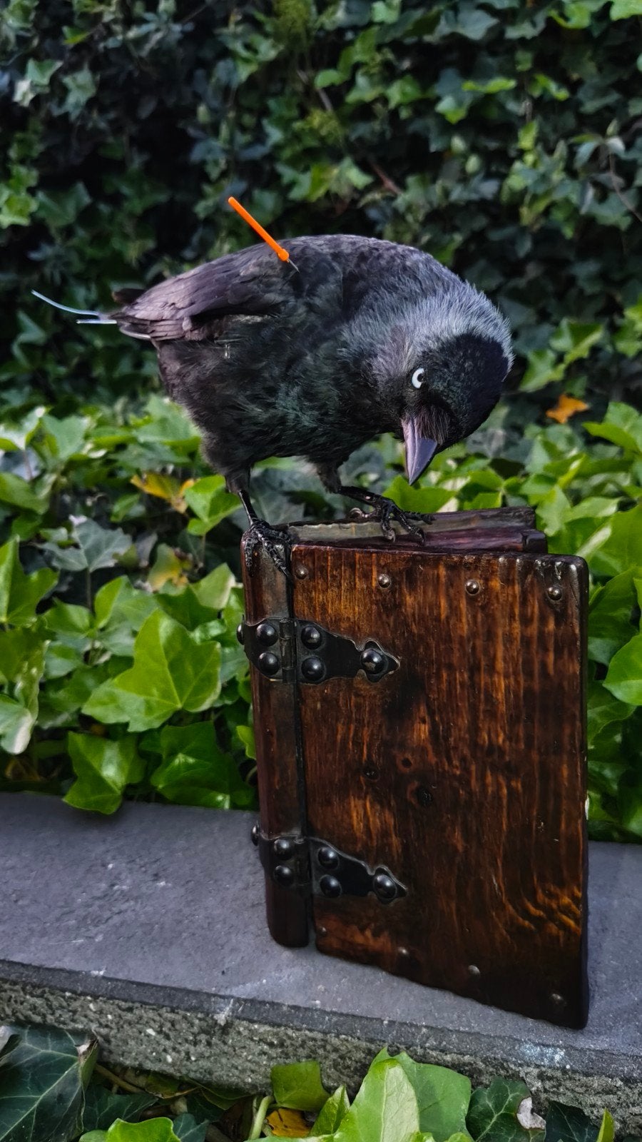 Opgezette kauw op boekdoosje, Ophalen