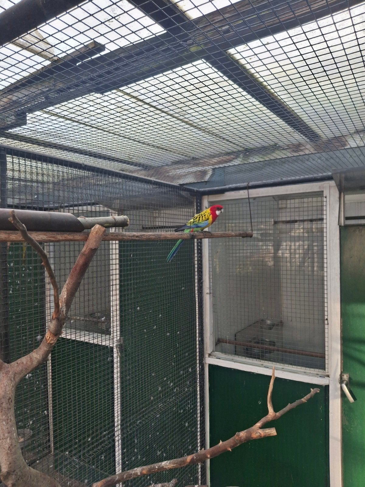 prachtrosella, Meerdere dieren, Parkiet, Geringd