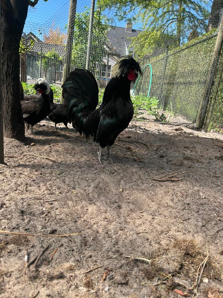 Hollandse kuifhoen kuikens🌸🐣, Meerdere dieren, Kip