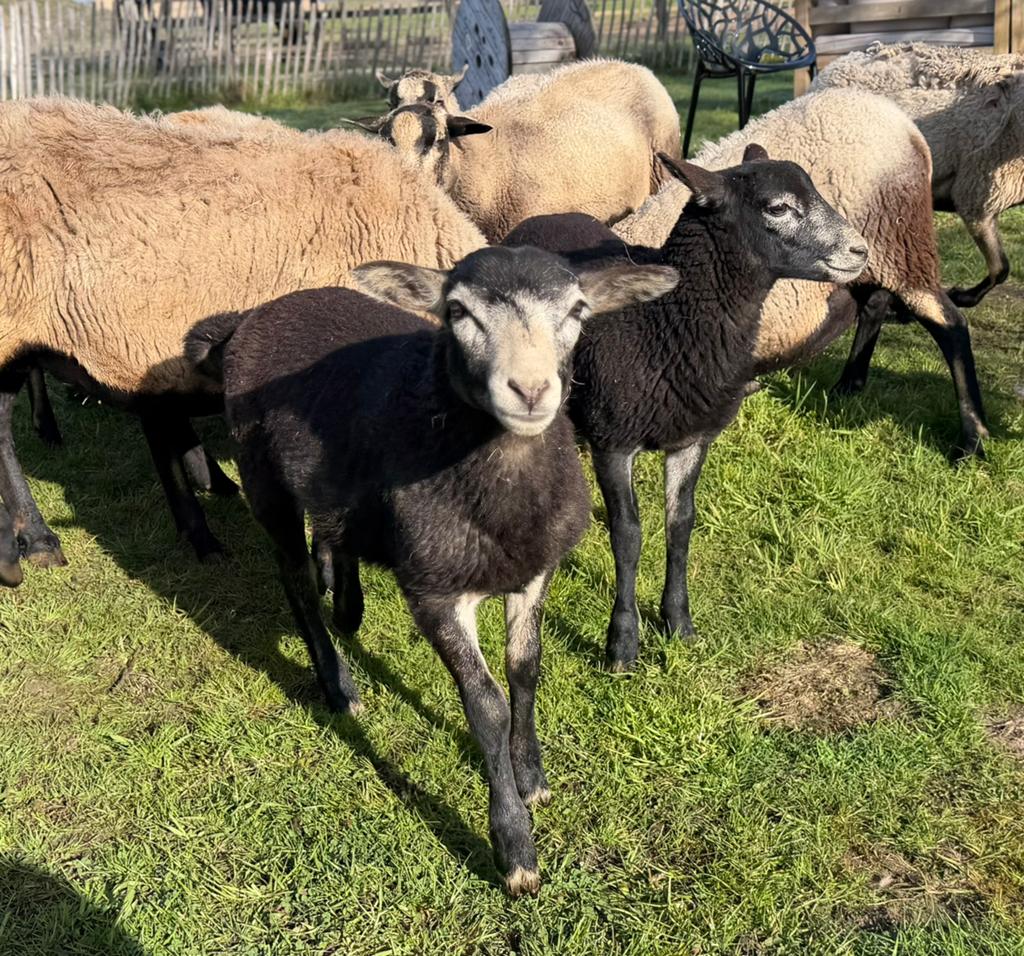 Maasduinen ramlammeren, ruischapen, Dieren en Toebehoren, Schapen, Geiten en Varkens, Meerdere dieren, Schaap