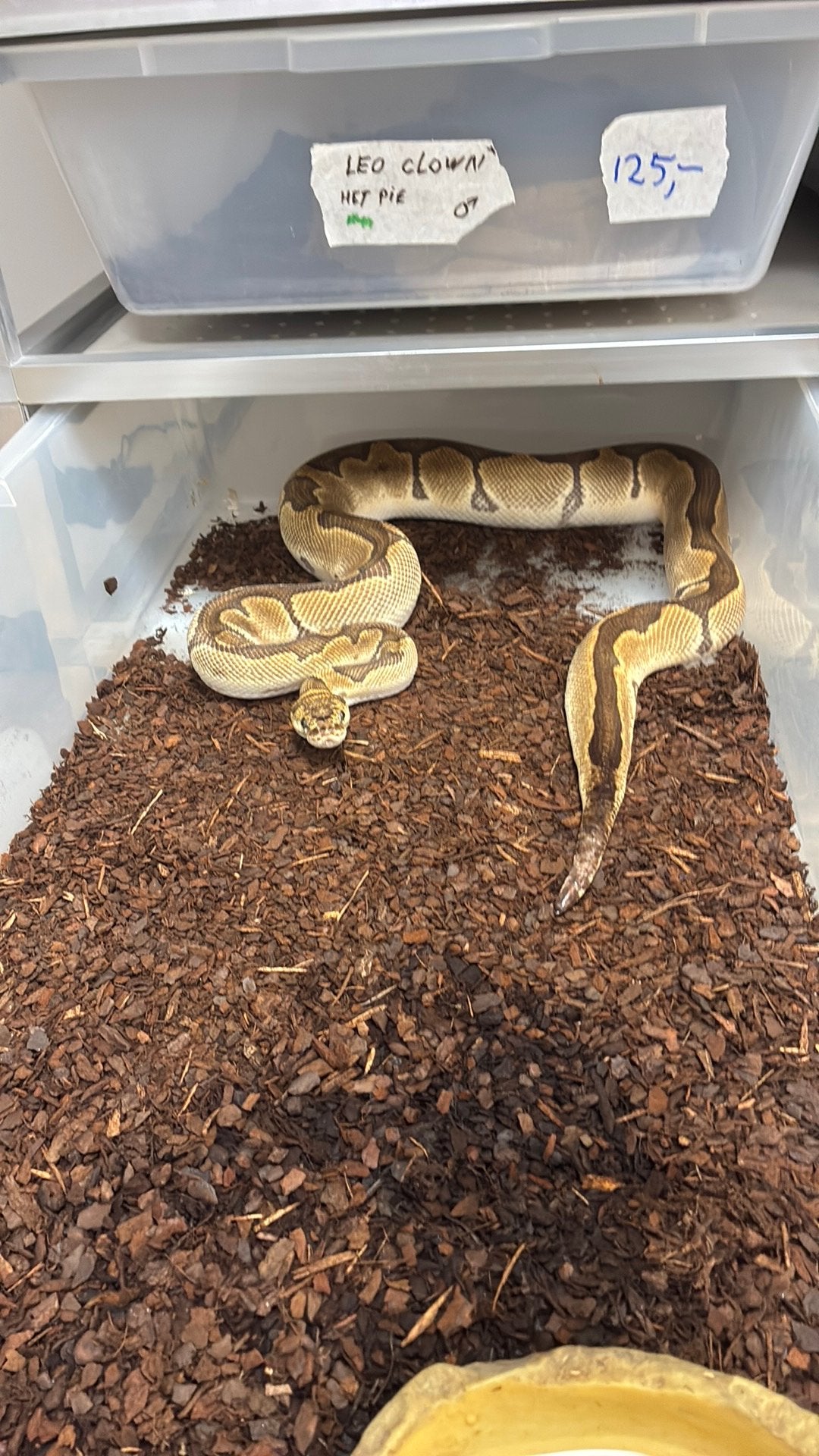 Ball python regius Ball Python photo 3