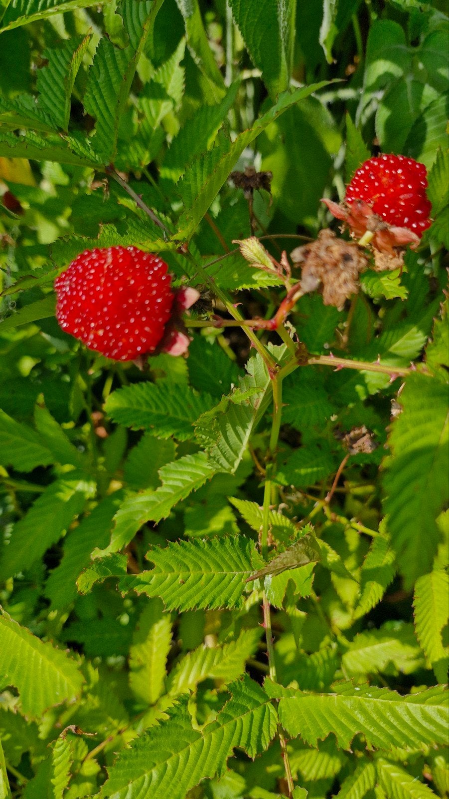 bio zaden van aardbeiframboos rubus illecebrosus 2026., Tuin en Terras, Verzenden, Gehele jaar, Volle zon, Zaad