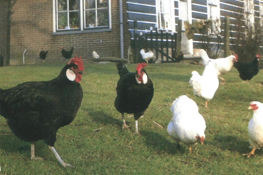 988065 Boerderij NH 80+ Kippen _Gelopen, Ophalen of Verzenden, 1980 tot heden, Gelopen, Noord-Holland