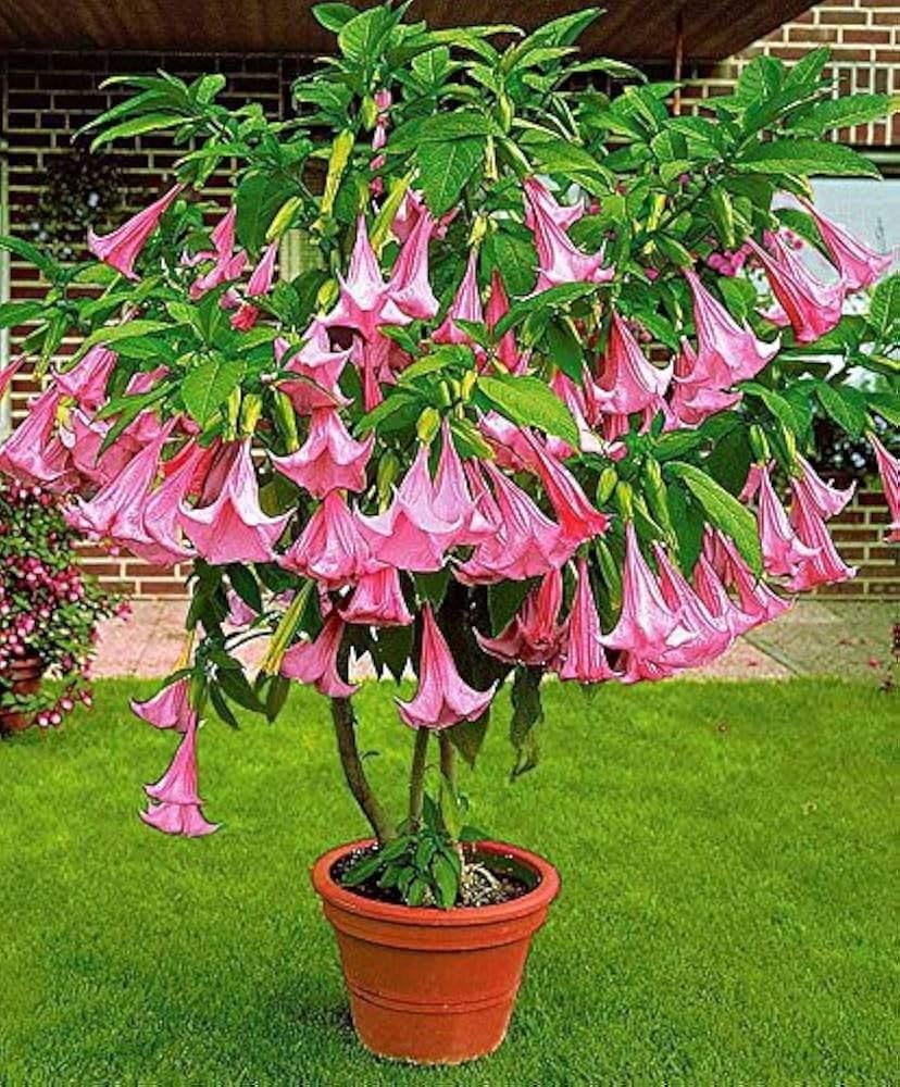 Brugmansia, Angel's Trumpet zaadjes, meerdere kleuren, Ophalen of Verzenden, Volle zon