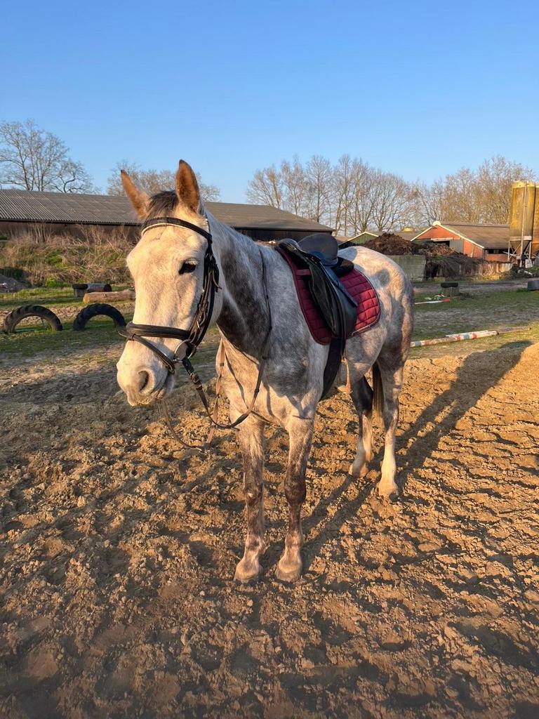 Brave Schimmel pony te koop, Dieren en Toebehoren, Pony's, Merrie, Zadelmak, D pony (1.37m tot 1.48m), Springpony, 3 tot 6 jaar