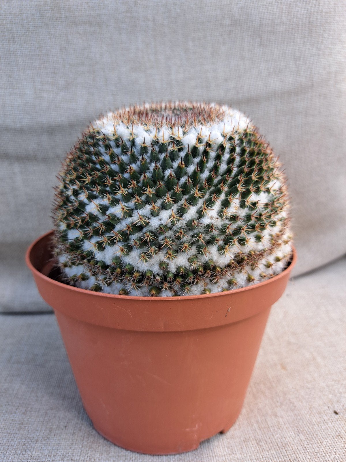 Te koop Prachtige mammillaria, Ophalen of Verzenden, Volle zon