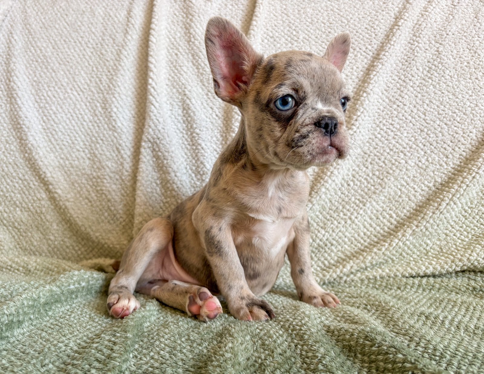 Franse bulldog pups met arfe stamboom, Parvo, 8 tot 15 weken, Bulldog, Meerdere