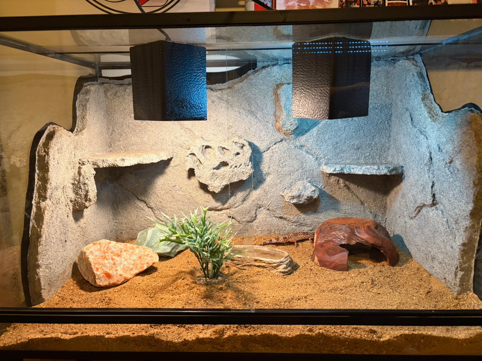 Compleet Terrarium, Dieren en Toebehoren, Reptielen en Amfibieën | Toebehoren, Ophalen, Zo goed als nieuw