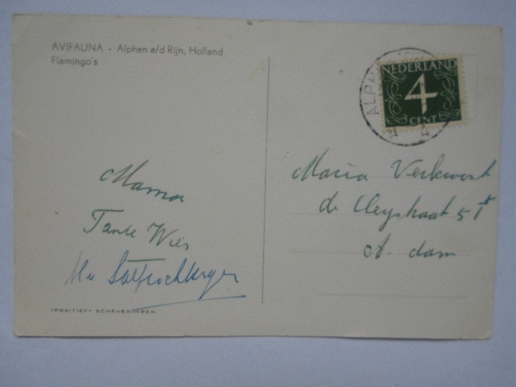 Flamingo's Avifauna Alphen a/d Rijn het Vogelpark in `1955, Verzamelen, Ophalen of Verzenden, 1940 tot 1960, Gelopen, Vogel