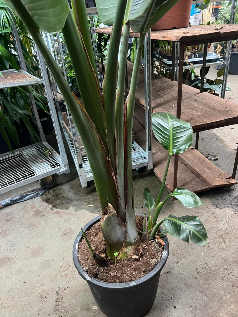 Strelitzia Nicolai -  250 cm, Overige soorten, Volle zon, Vaste plant, Ophalen of Verzenden