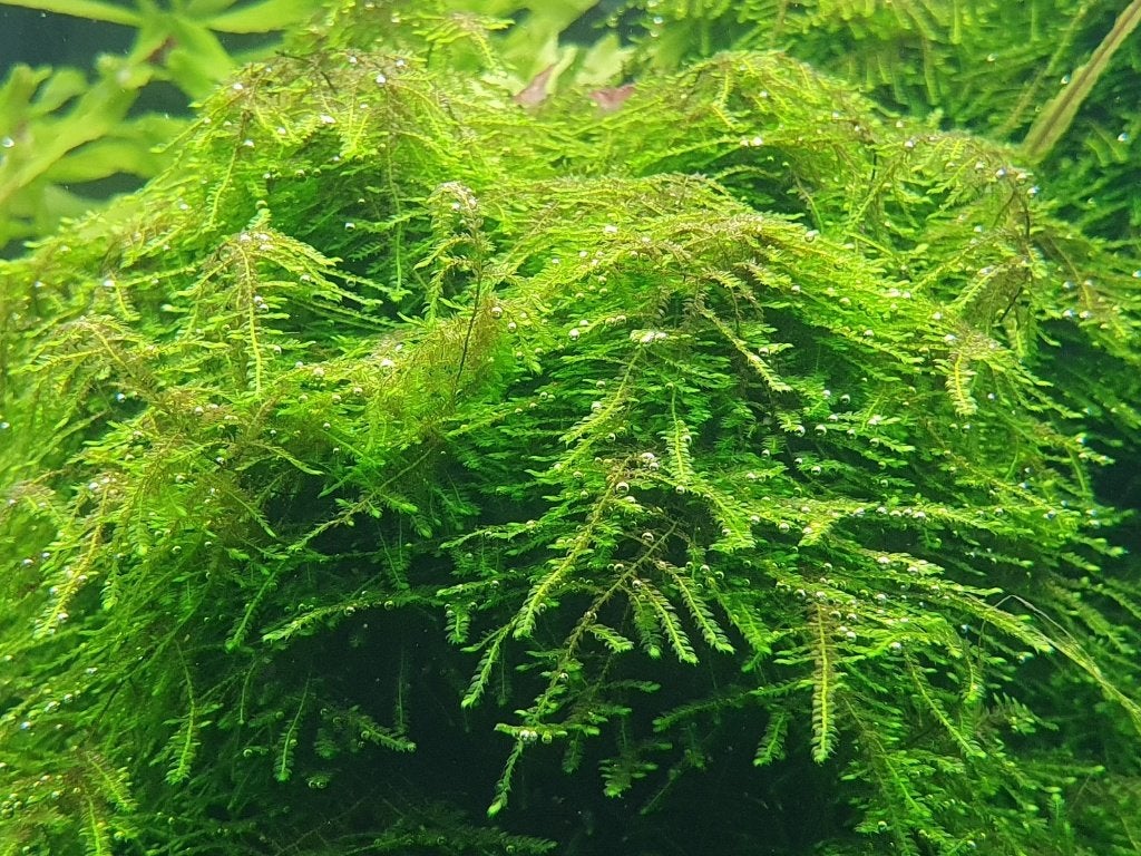 Grote portie top kwaliteit Christmas mos aquariumplant, Ophalen of Verzenden, Nieuw, Plant(en), Steen of Hout