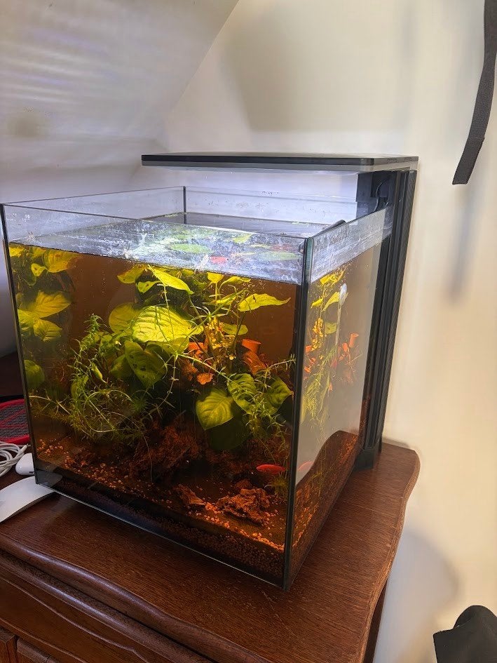 Superfish Qubiq 60 Pro Zwart, incl vissen, garnaal, planten, Dieren en Toebehoren, Vissen | Aquaria en Toebehoren, Ophalen, Superfish