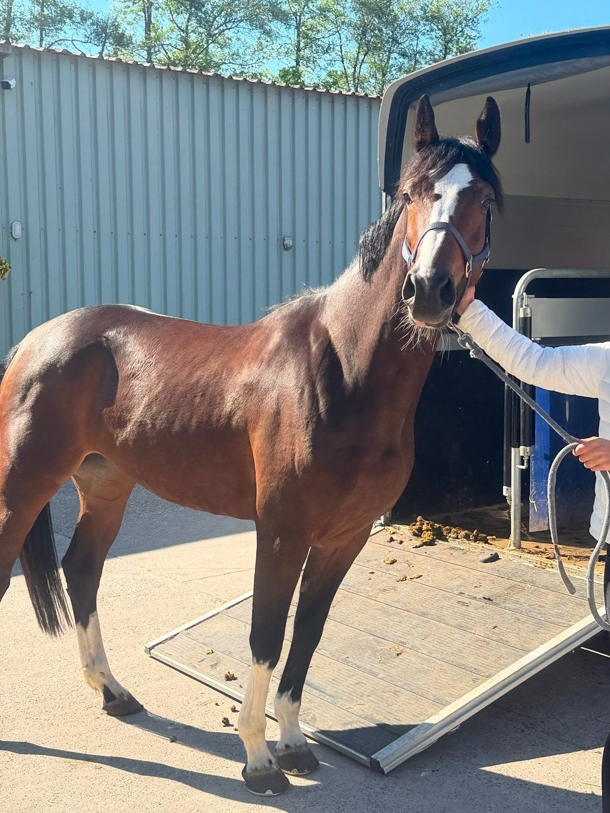Lieve 5 jarige kwpn merrie, Dieren en Toebehoren, Pony's, Merrie, 3 tot 6 jaar