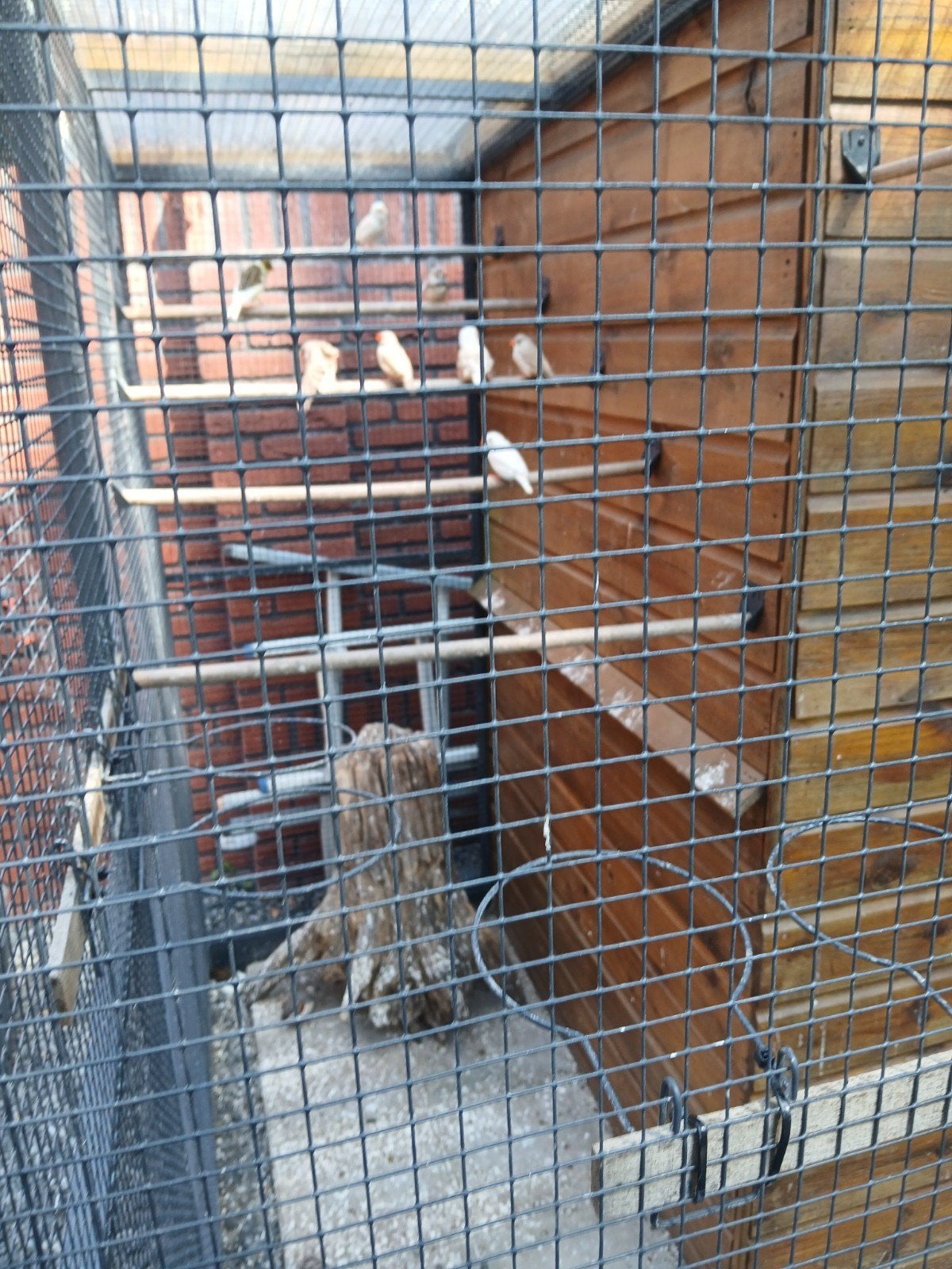 3 koppels zebravinken, Meerdere dieren, Kleurkanarie