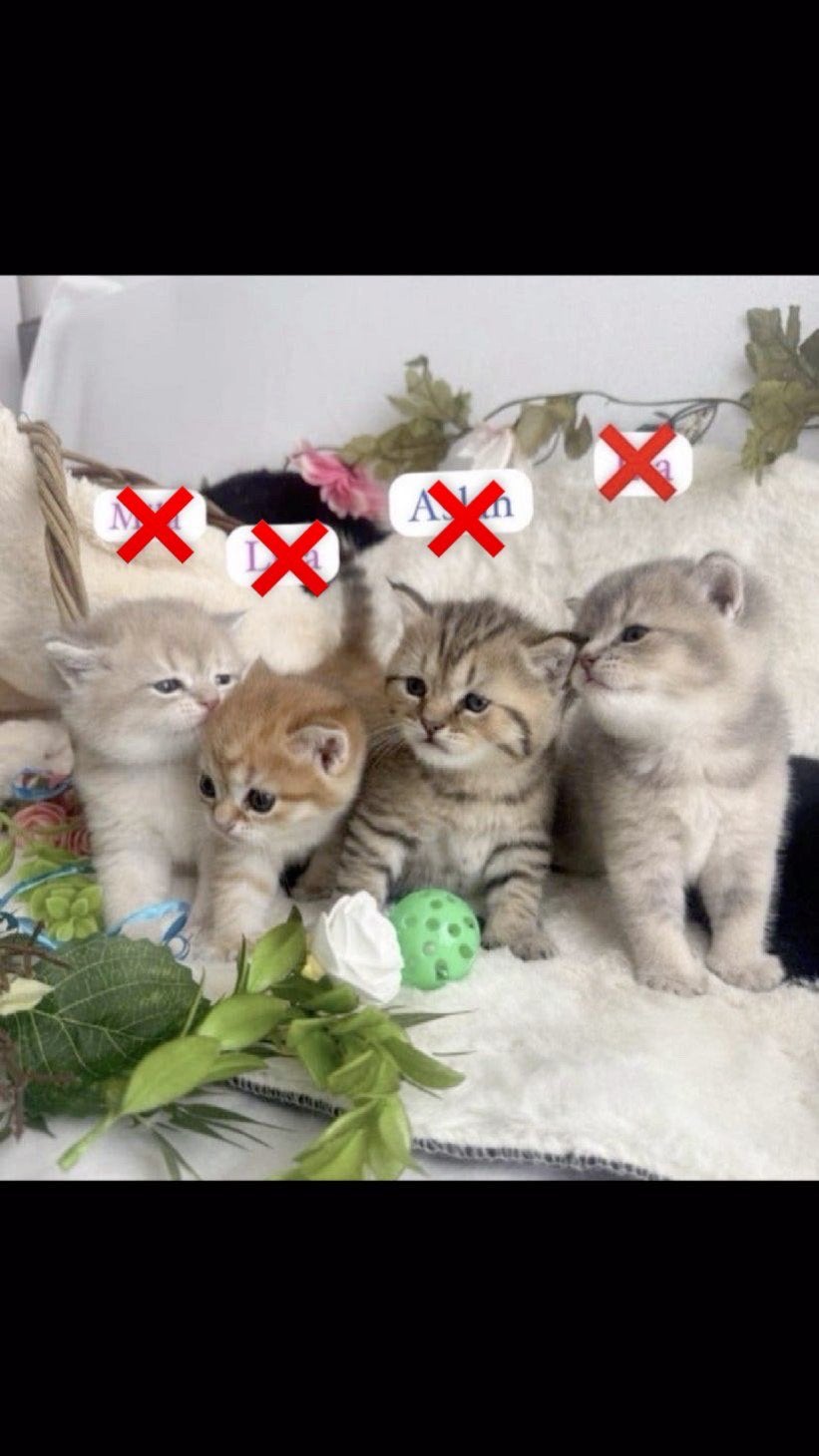4 Prachtige Britse Korthaar kittens ️ 3 meisjes 1 jongen, Dieren en Toebehoren, Meerdere dieren, Gechipt, 0 tot 2 jaar