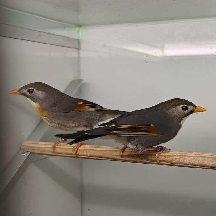 Leiothrix lutea