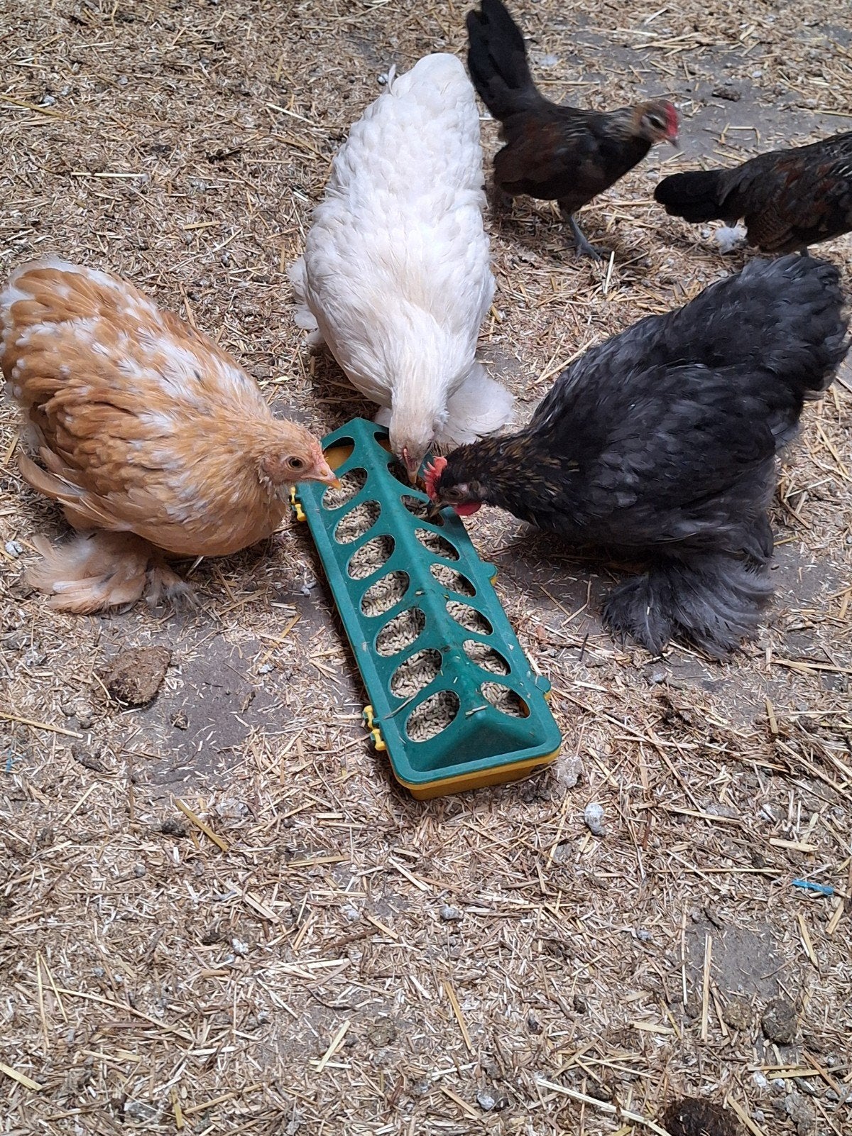 2 Cochin Krielhennetjes, Dieren en Toebehoren, Pluimvee, Vrouwelijk, Kip