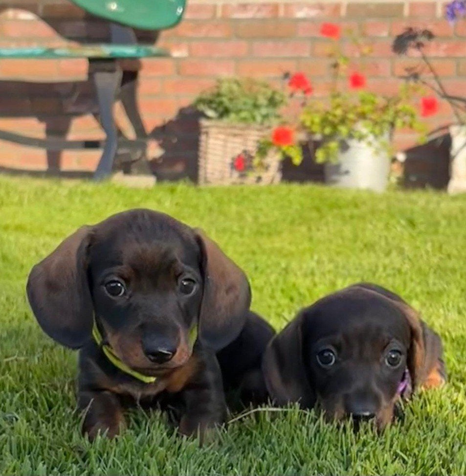 Prachtige wildkleur kortharige dwerg teckel pups, 8 tot 15 weken, Korthaar, Dwerg, Meerdere