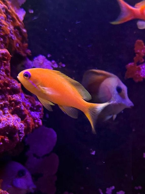 1x man en 1x vrouw anthias aangeboden, Dieren en Toebehoren, Vis, Zoutwatervis