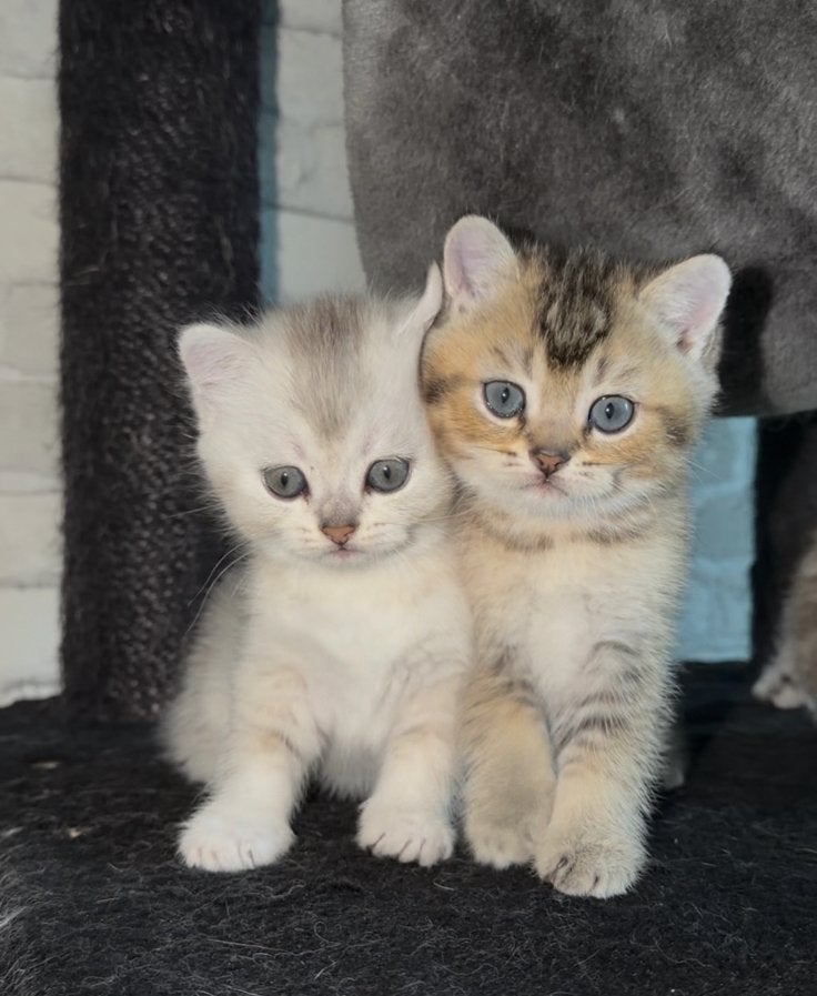 Scottisch straight kittens (belgie), Dieren en Toebehoren, Poes