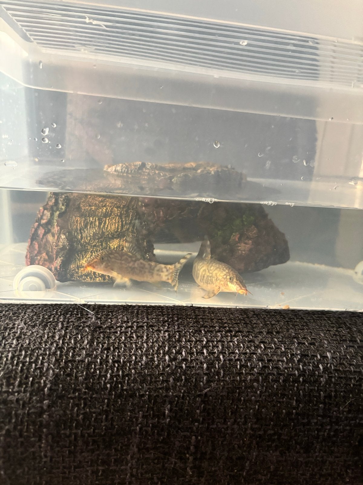 2 slakkeneters., Vis