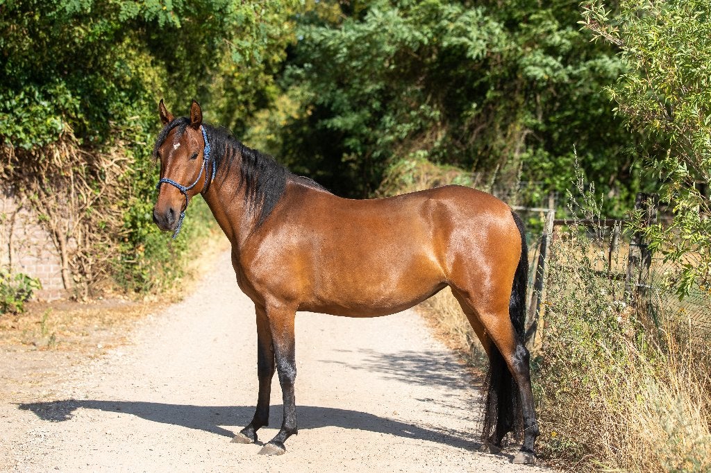 Gusta - Mangalarga Marchador merrie met ruime gangen, Merrie, Minder dan 160 cm, Met stamboom, 3 tot 6 jaar