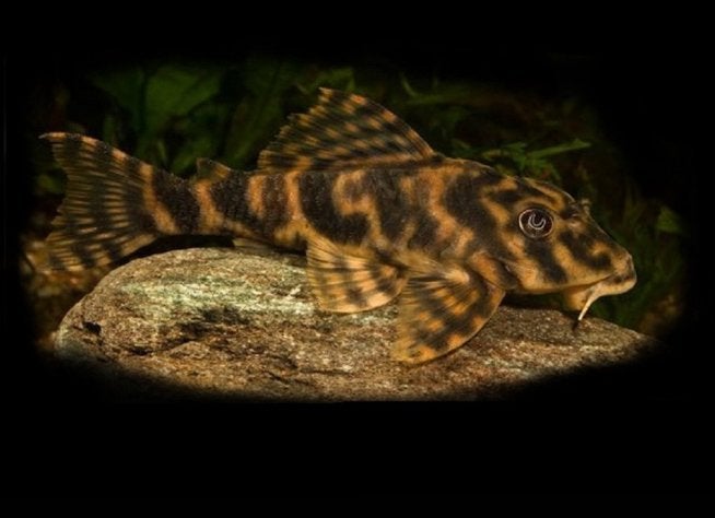 Mega aanbieding! L104 “Clown” Pleco, Eén persoon, Cadeaubon