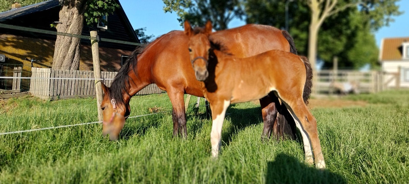 merrie met paint merrie veulen, Dieren en Toebehoren, Paarden