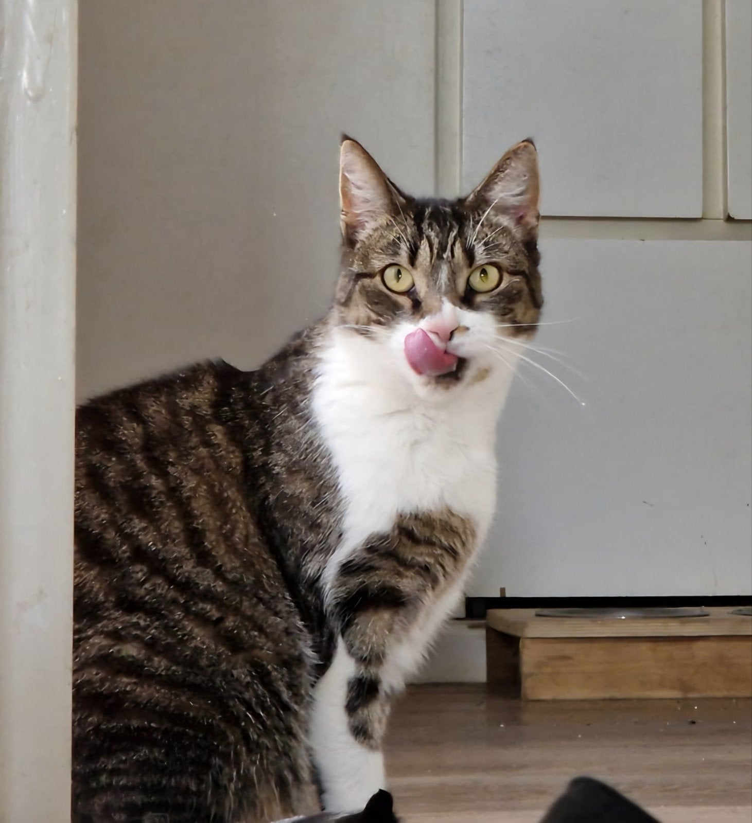 Poes voor herplaatsing., Poes