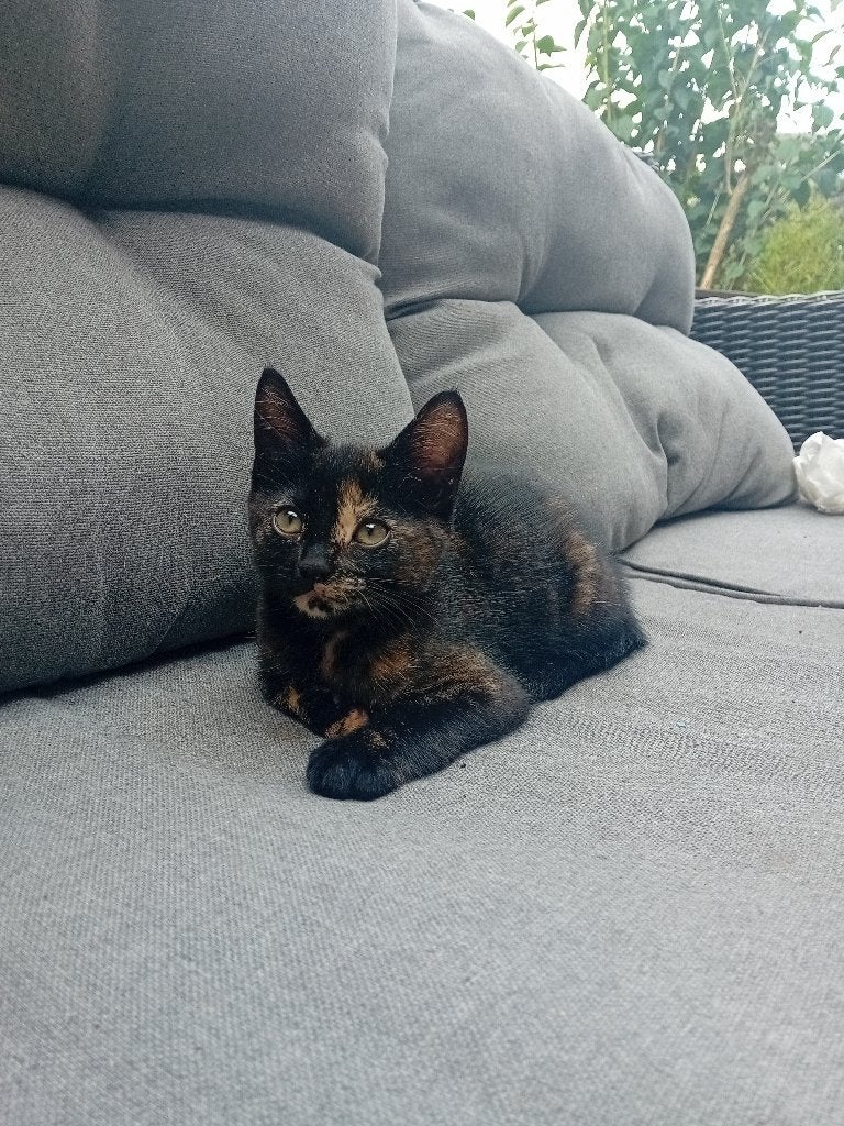 Prachtige lieve kitten 9 weken oud, Poes, Kortharig, 0 tot 2 jaar
